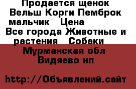 Продается щенок Вельш Корги Пемброк мальчик › Цена ­ 65 000 - Все города Животные и растения » Собаки   . Мурманская обл.,Видяево нп